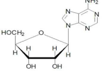 Figura 1.6: Estructura del nucleosido con Adenina como base nitrogenada.