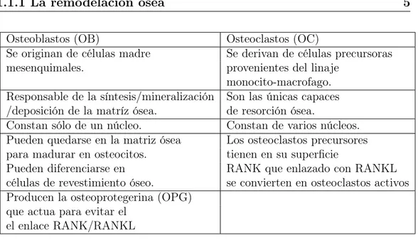 Tabla 1.2: Actividades y características de los osteoclastos y osteoblastos.