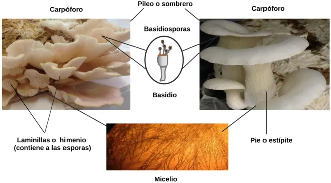 Figura 1. Carpóforo de basidiomiceto  