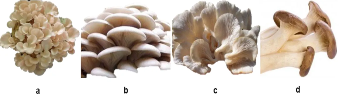 Figura 2. Carpóforos de a) P. djamor; b) P. ostreatus; 21   c) P. sajor-caju; 22  d) P