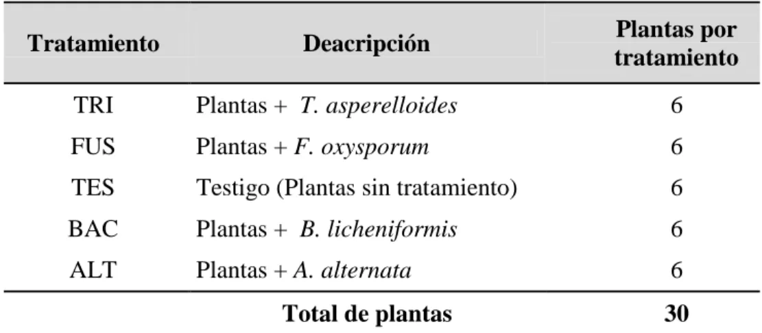 Tabla 6. Inoculación de las plantas de jitomate en las pruebas de patogenicidad y 