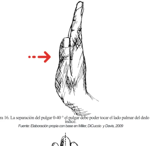 Figura 16. La separación del pulgar 0-40 ° el pulgar debe poder tocar el lado palmar del dedo  índice.