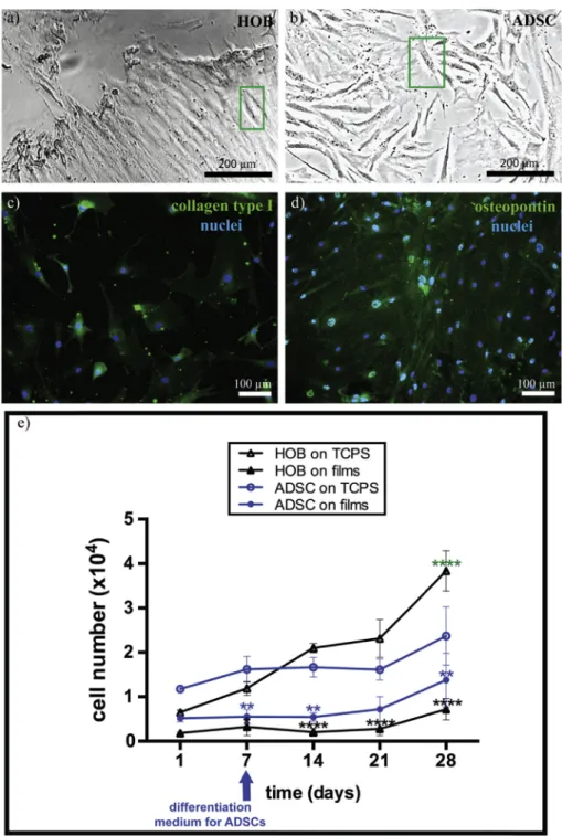 Fig. 3. Cell micrographs and proliferation results. Phase contrast images of (a) HOBs and (b) ADSCs
