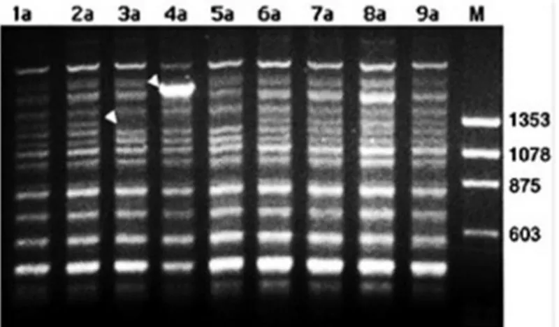 Figura 8. Fotografia de un gel de agarosa con perfiles de amplificación  mediante  RAPD  obtenido  con  9  cepas  de  Sacharomyces  cerevisiae