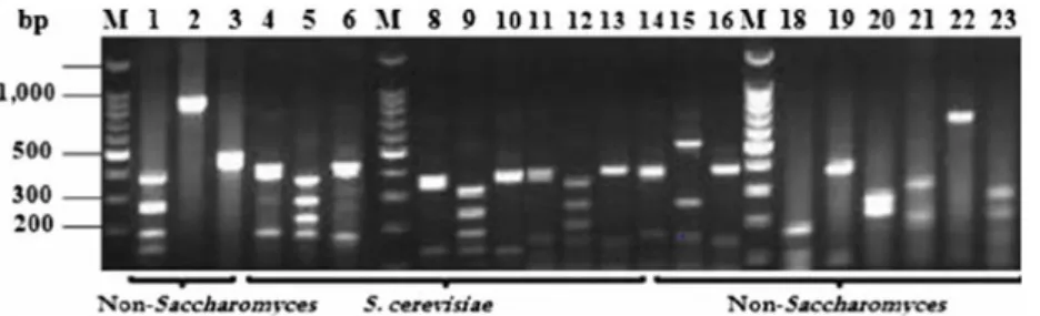Figura 10. Perfil RFLP de cepas de  Saccharomyces cerevisiae  y de levaduras 