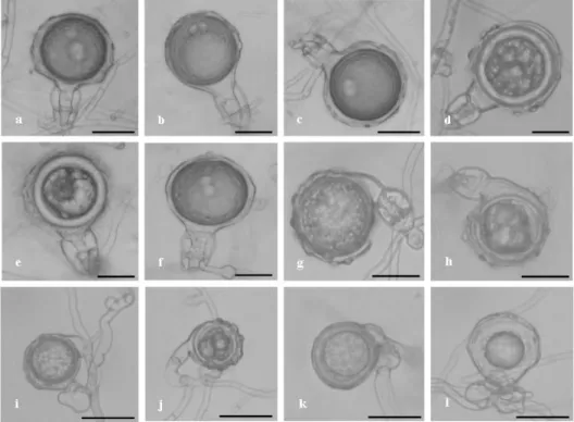 Figure 3. Morphological structures (gametangia) of the isolates of P. alni ssp. alni formed on V8A  (a-l)