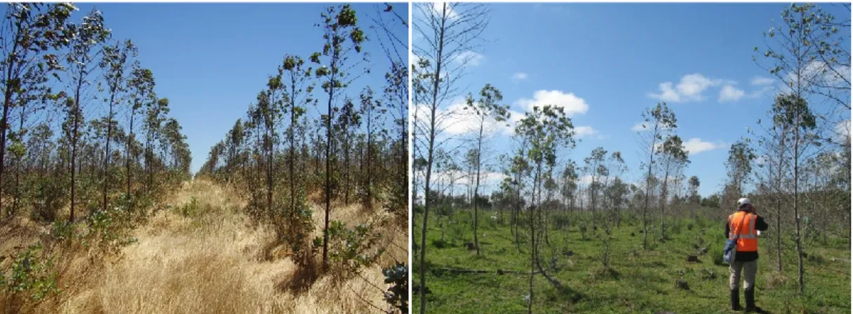 Figura 2. Plantaciones de Eucalyptus globulus afectadas por MLD: defoliación severa en  plantación  clonal  de  un  año  (izquierda)  y  productividad  comprometida  en  plantación  seminal de dos años (derecha)