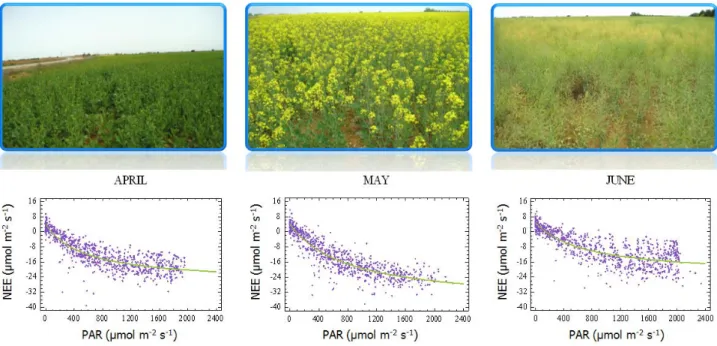Figure 2. Seasonal evolution of NEE (lower) and crop development (upper) 