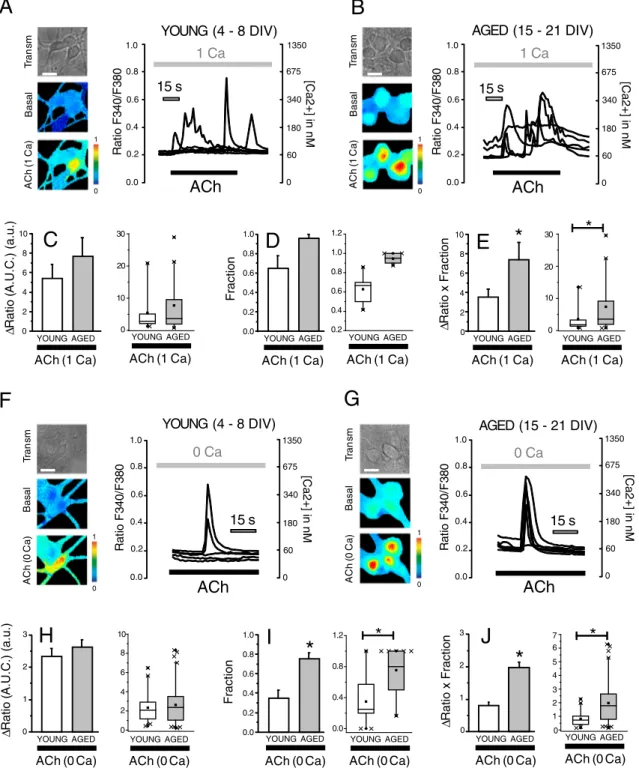 Fig. 4. In vitro aging increases Ca 2+