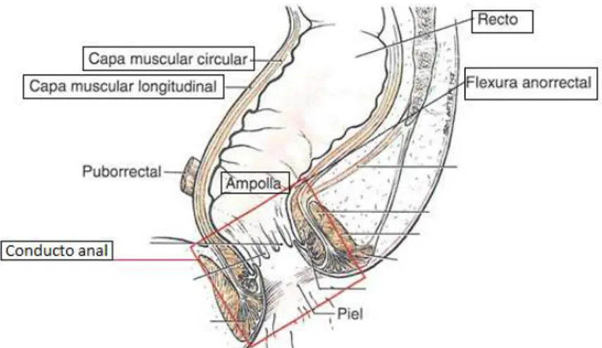 Figura 4.  Anatomía del recto y del conducto anal.  