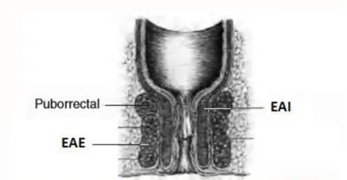 Figura 1.  Músculos esfínter anal interno y externo. 