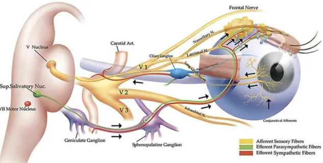Figura  1:  Representación  de  la  inervación  de  la  superficie  ocular  desde  su 
