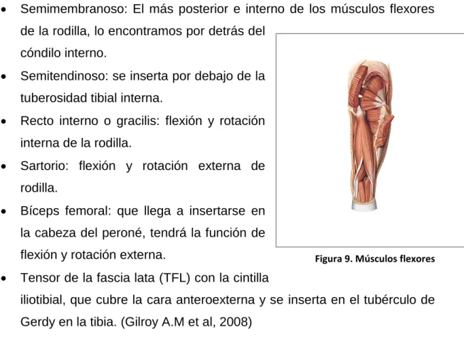 Figura 9. Músculos flexores 