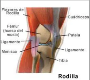 Figura 4. Anatomía general de la rodilla 
