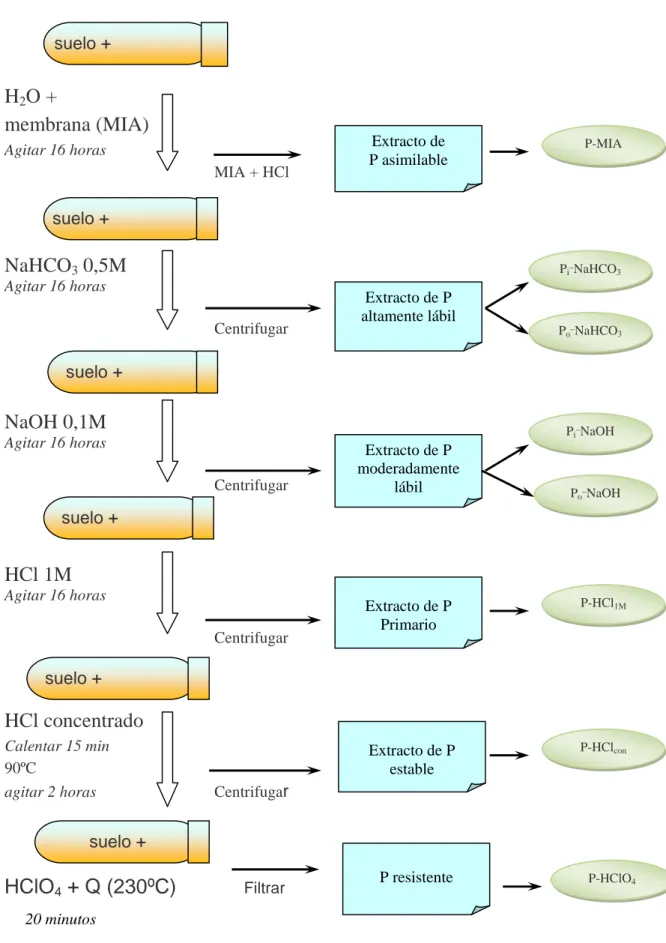 Figura 3: Esquema del fraccionamiento secuencial de P edáfico utilizado (Tiessen y Moir, 1993) 