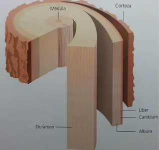 Figura 2.1. Detalle de la estructura macroscópica de la madera (Fuente: Cigalat Figuerola y 