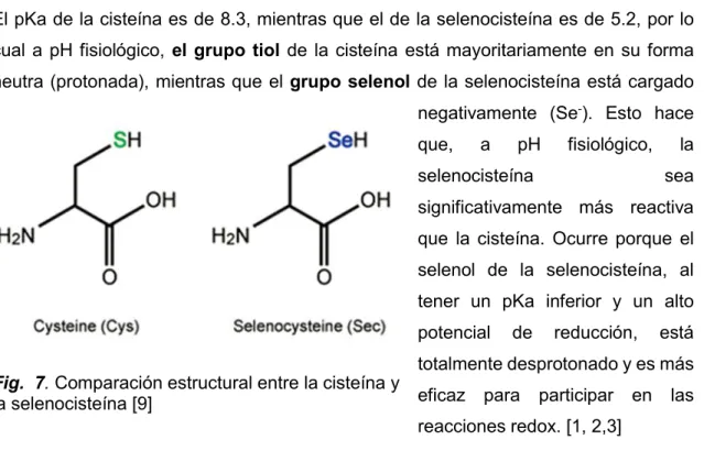 Fig.  7. Comparación estructural entre la cisteína y 