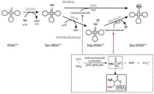 Fig.  8. Esquema general de la biosíntesis de Sec­tRNAsec [9] 