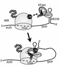 Fig.  11. Incorporación de la 