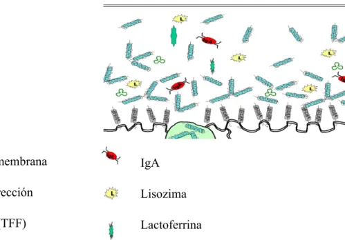 Figura 7. Estructura del gel hidromucínico de la película lagrimal con sus principales  componentes (28)