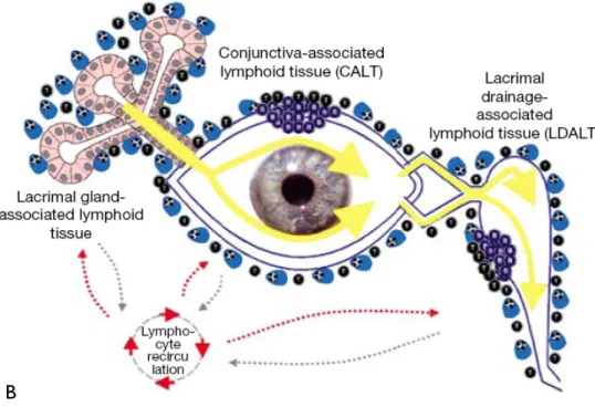 Figura 8. Sistema Inmunitario asociado a la mucosa ocular:          B- Tejido linfoide asociado al ojo (44)