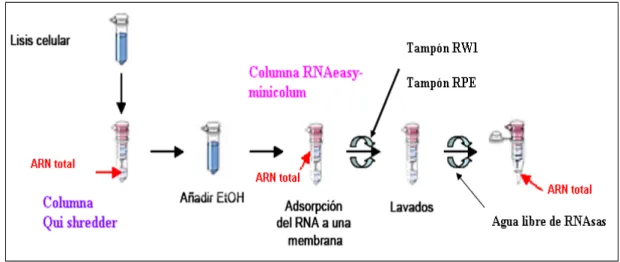 Figura 20. Proceso de extracción del ARN total de las muestras, utilizando el kit de  extracción comercial RNA easy® Mini Kit (Qiagen)