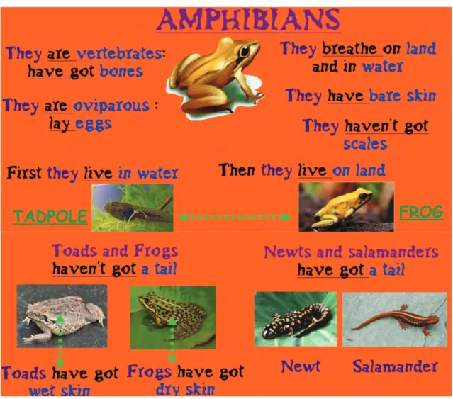 Figura 9:  Características de los anfibios. Programa Notebook de la PDI. 
