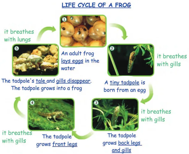 Figura 12: Ciclo de vida de la rana. Exposición  programa Notebook de la PDI. 