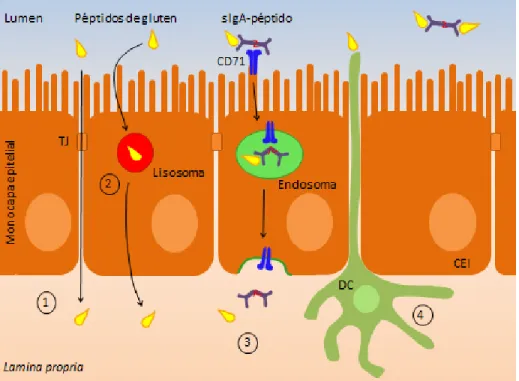 Figura  3:  Vías  de  transporte  de  péptidos  a  través  del  epitelio  intestinal:  (1)  ruta  paracelular, a través de las uniones estrechas; (2) ruta transcelular, por endocitosis; (3)  retrotranscitosis, por unión a sIgA y CD71; (4) acceso por las de