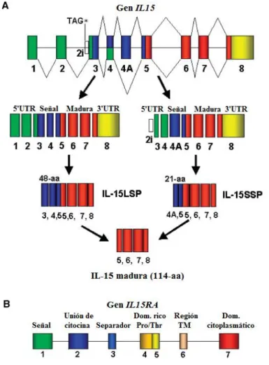 Figura  4:  Esquema  de  los  genes  IL15  (A)  e  IL15RA  (B).  IL15  se  compone  de  8  exones y da lugar a dos isofomas que difieren en la longitud del péptido señal; ambas  dan lugar a IL-15 madura