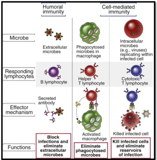 Figura	 14:	 Tipos	 de	 inmunidad	 adaptativa	 y	 funciones	 de	 las	 principales	 células	 efectoras.	