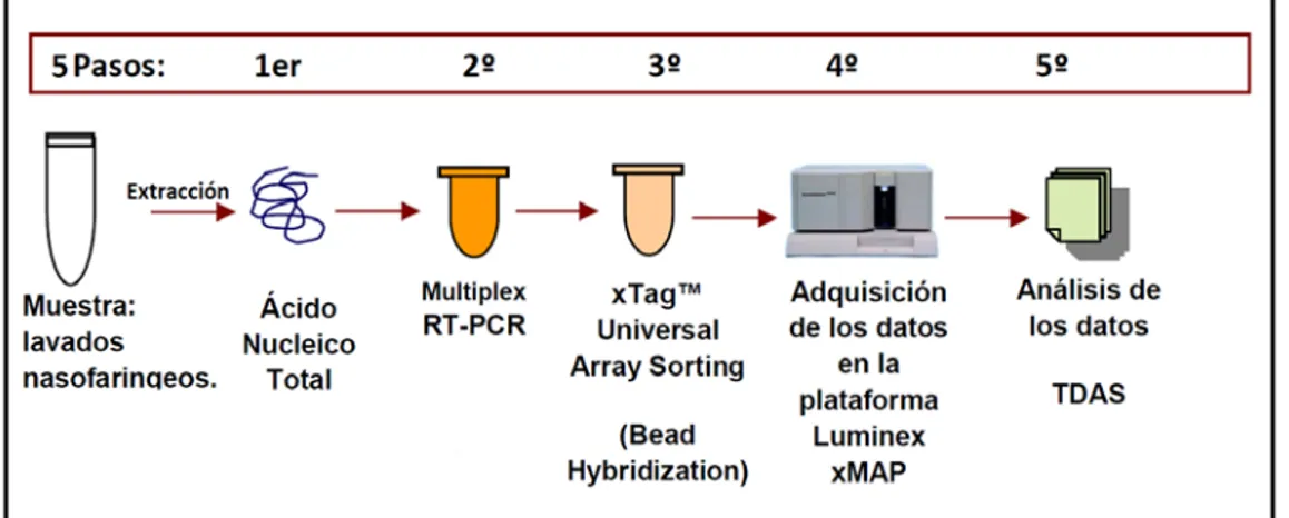 Figura 11: Esquema de los pasos del panel de detección de virus respiratorios
