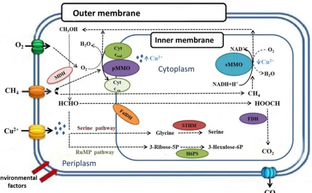 Figure  1.3  Methane  oxidation  pathways  in  methanotrophic  bacteria,  where:  sMMO:  soluble  methane 