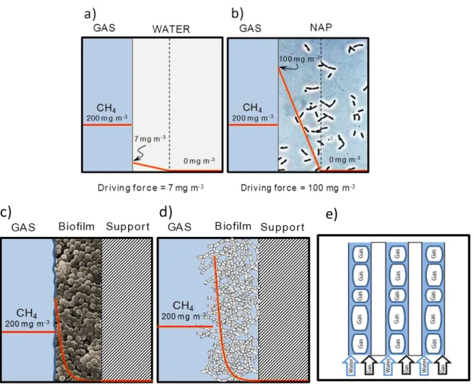Figure 1.5 Typical concentration profiles and driving forces of CH 4  in a conventional mass-transfer limited 