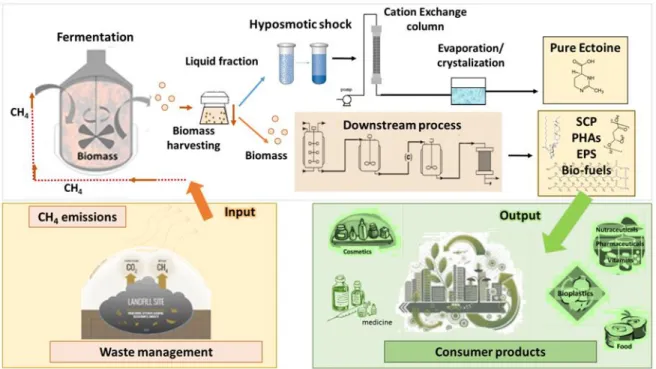 Figure  1.7  Process  diagram  for  a  methane  bio-refinery  producing  ectoine,  single  cell  protein, 