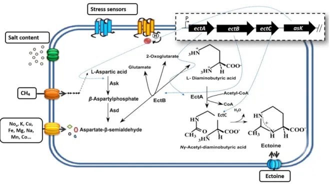 Figure  1.8  Accumulation  of  ectoine  in  M.  alcaliphilum  20Z,  pathway  for  the  synthesis  of  ectoine  and 