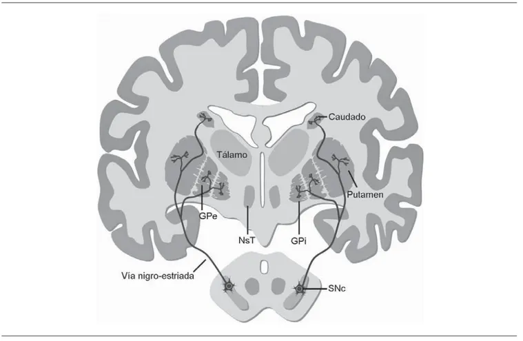 Figura 1. Estructuras que integran a los ganglios basales en el cerebro humano. La mayoría de los componentes se hallan en el telencéfalo, aunque 