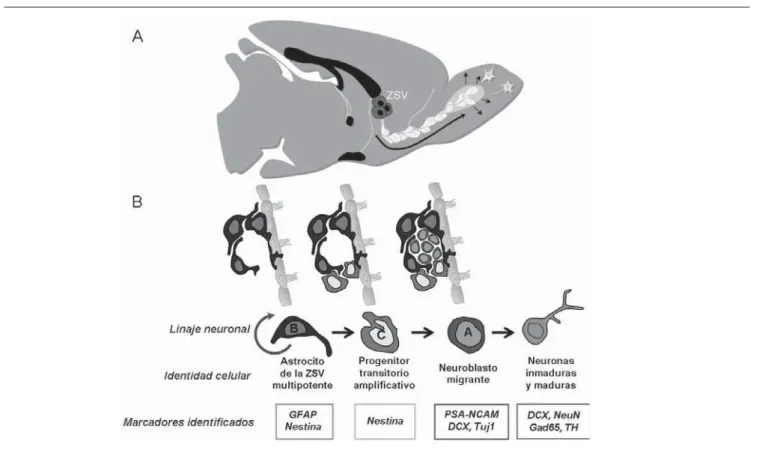 Figura 2. Neurogénesis en el cerebro adulto: A) Vista sagital del cerebro de una rata adulta que muestra las células progenitoras neuronales (CPN) 