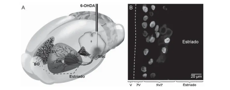 Figura 3. Dopamina y neurogenesis en el cerebro adulto: A) En el modelo animal de la enfermedad de Parkinson, la inyección estereotáxica de 6-
