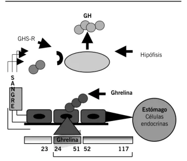 Figura 1. Producción de ghrelina en estómago y liberación a la circu- circu-lación GH HipófisisGHS-R Estómago Células endocrinasGhrelinaSANGRE Ghrelina 23 24 51 52 117