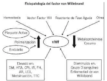 Figura 2. Funciones del factor von Willebrand. Lugar de síntesis y me-