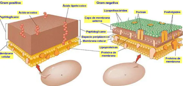 Figura 5.4. Comparación de las paredes bacterianas 