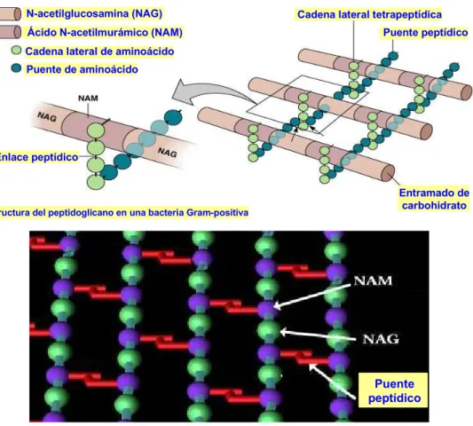 Figura 5.11. Representaciones de la malla de peptidoglicano 