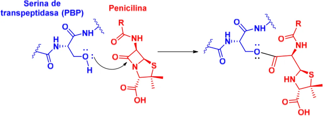 Figura 5.13. Interacción covalente de las penicilinas con las transpeptidasas  En la figura 5.14 se indican los pasos de inactivación de la PBP por la penicilina