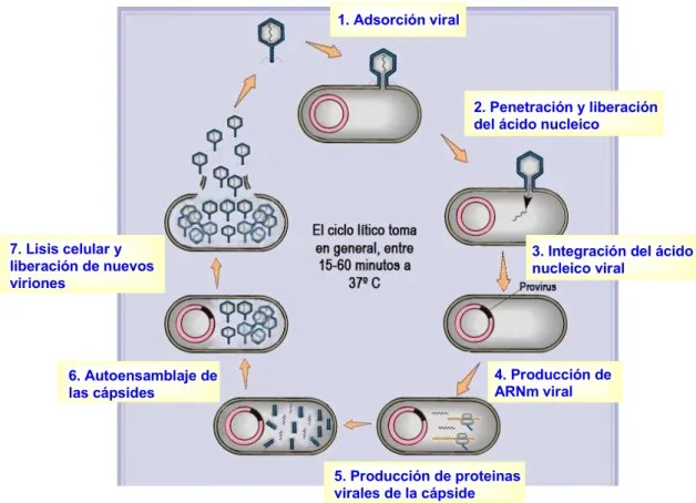 Figura 6.9. Ciclo de replicación de un bacteriófago 