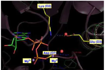 Figura 10. Coordinación de los fosfatos  β  y  γ  de ATP en el bolsillo de unión  2.3