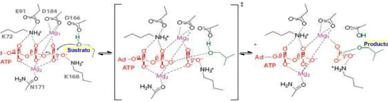Figura 12. Mecanismo disociativo de fosforilación en la proteína quinasa A (PKA)  La  carga  negativa  que  va  creciendo  sobre  el  fosfato  γ   se  compensa  con  los  iones  Mg 2+   y  sobre el residuo de lisina