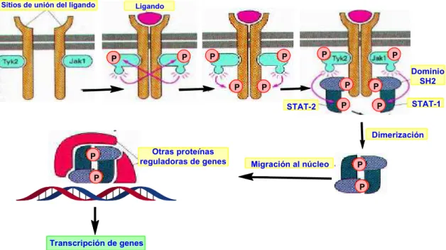 Figura 30. Transducción de señal por activación de RTKs: vía JAK-STAT  4. Quinasas como dianas moleculares en el tratamiento del cáncer 