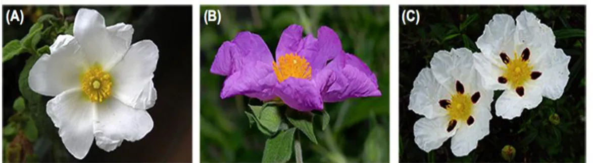 Ilustración 3. Flores de distintas plantas Cistus. A: Cistus salviifolius; B: Cistus incanus; C: Cistus ladanifer [6]