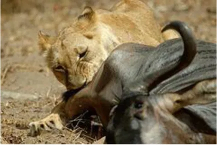 Foto Selous GR.